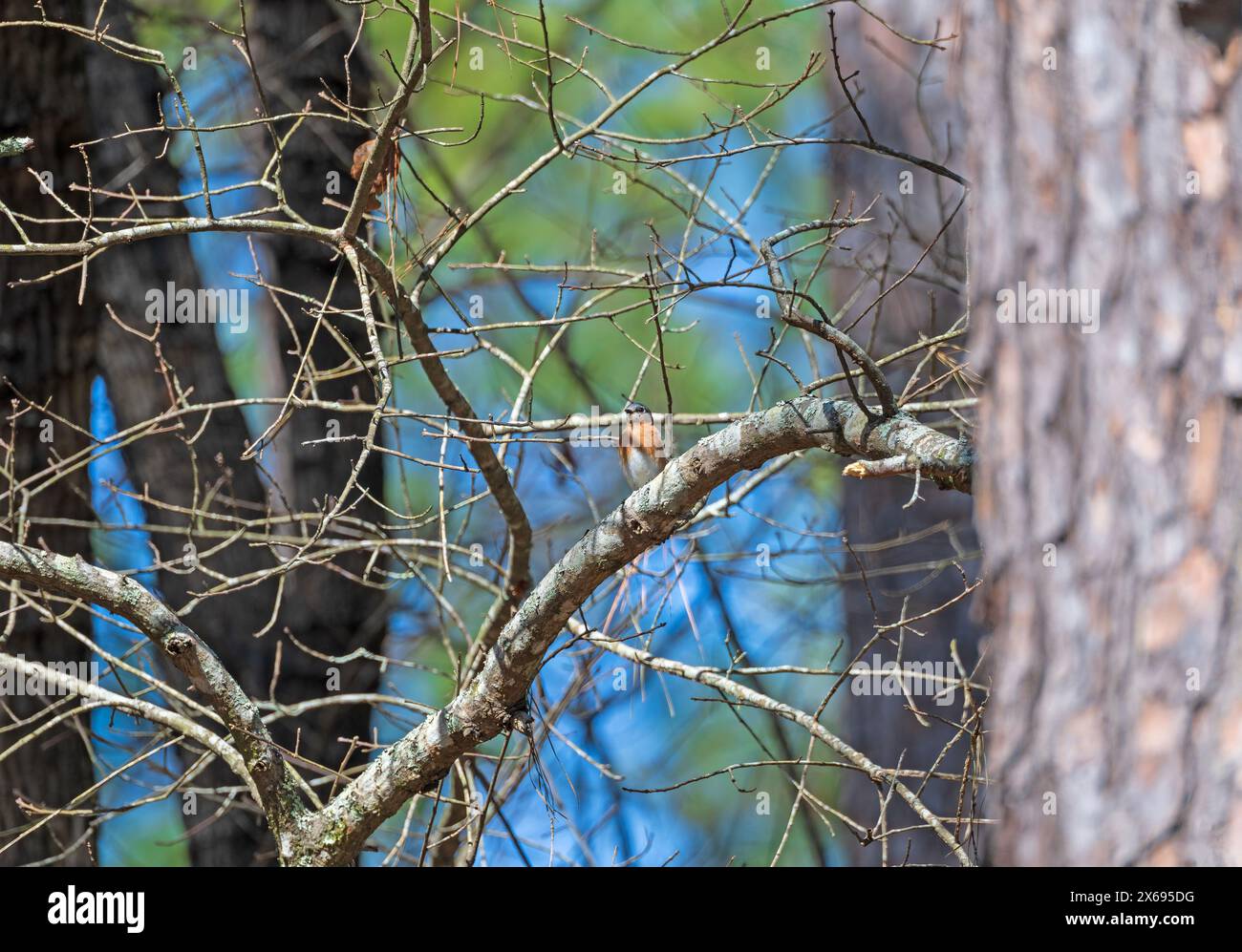Bluebird de l'est dans une forêt dans le parc national de Congaree en Caroline du Sud Banque D'Images