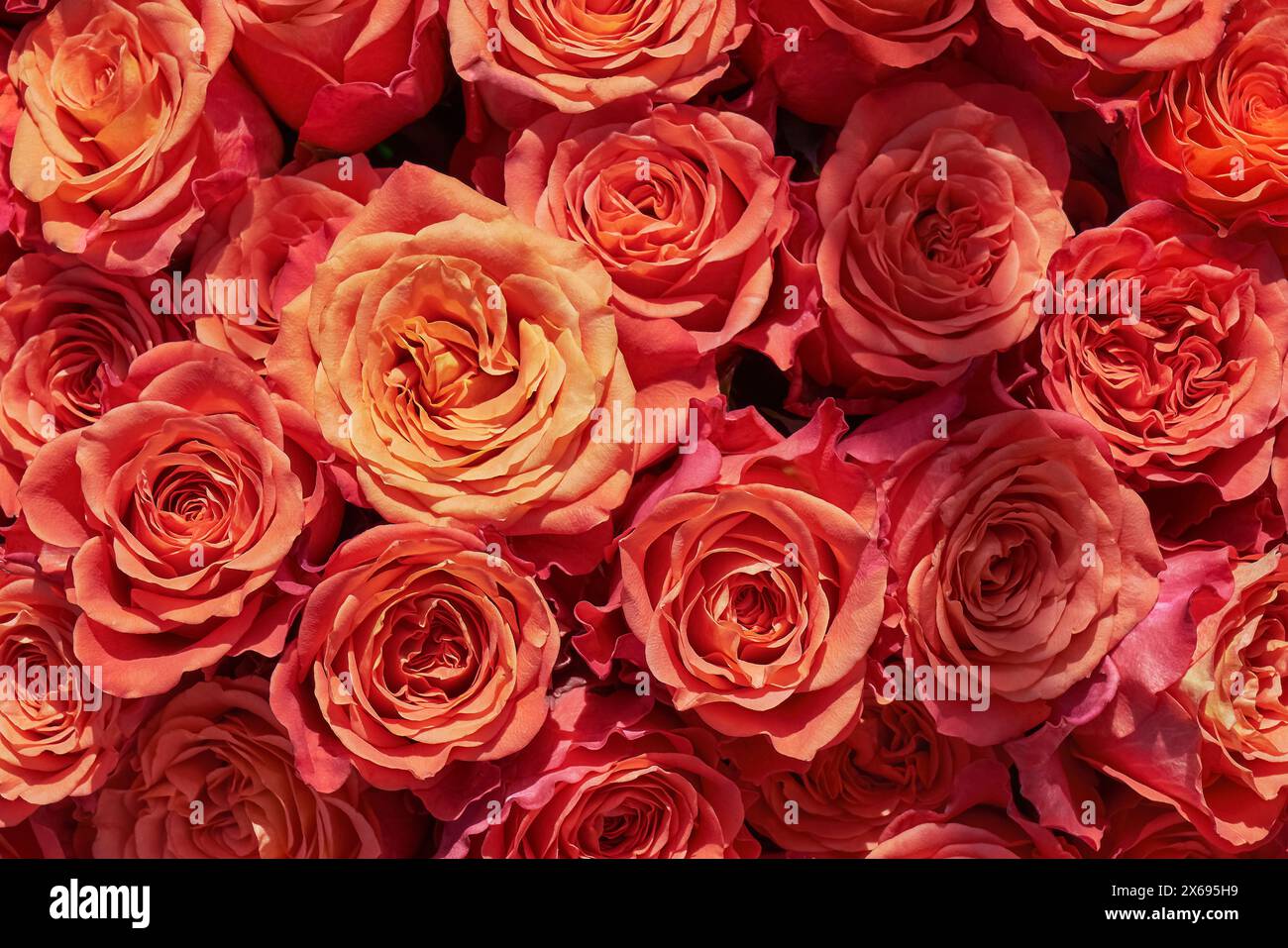 Fond de roses rouges. Fête des mères, Saint Valentin, concept de célébration d'anniversaire. Espace de copie, vue de dessus Banque D'Images