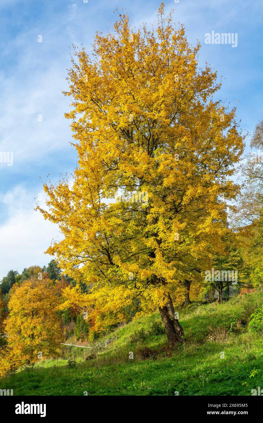 Bad Urach - Seeburg, l'érable des champs, également connu sous le nom de Maßholder, est un membre du genre érable de la famille des arbres à savon. L'érable de champ pousse comme un arbuste ou comme un arbre jusqu'à 15 m de hauteur. Le nom populaire 'Maßholder' est dérivé de son ancienne utilisation comme arbre comestible. Les feuilles étaient mangées comme de la choucroute et également utilisées comme aliments pour animaux, l'érable de champ a été arbre de l'année en 2015 Banque D'Images