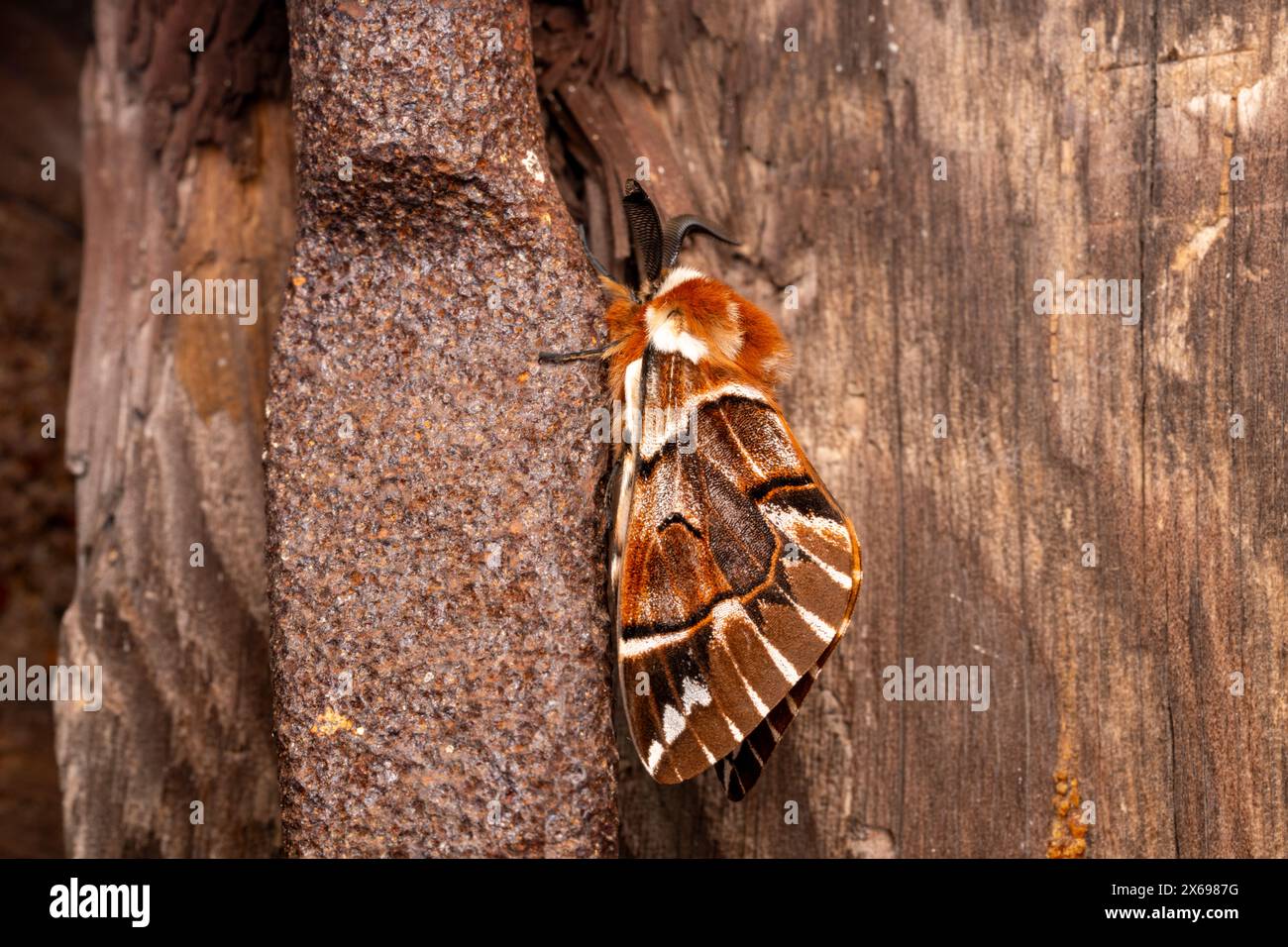 Endromis versicolora famille Endromidae genre Endromis Kentish gloire papillon sauvage fond d'écran, image, photographie Banque D'Images