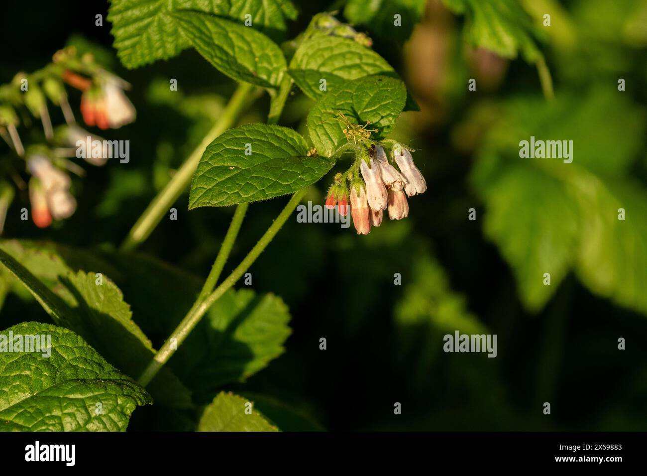 Symphytum grandiflorum. Rampante contention. Banque D'Images