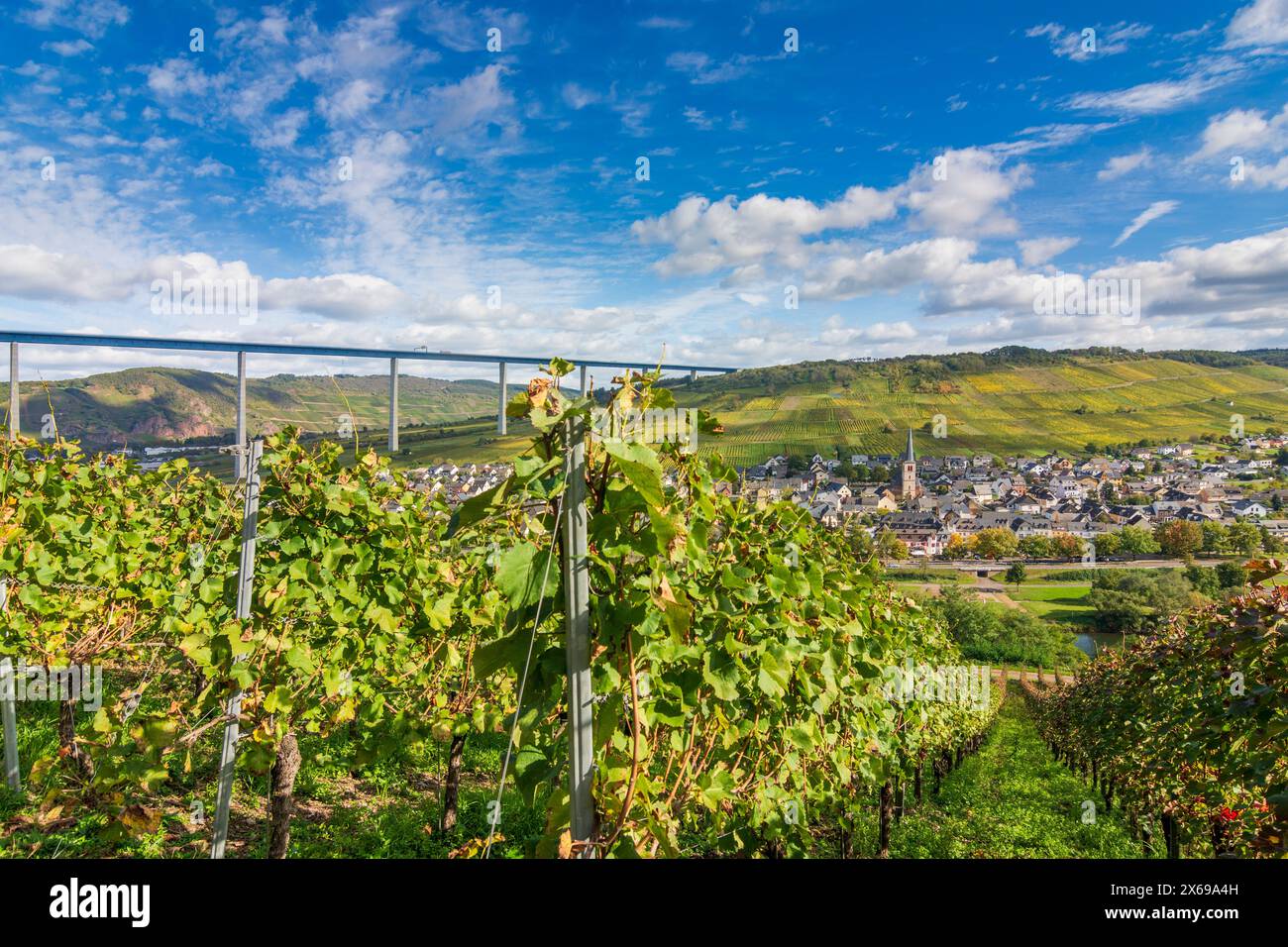 Zeltingen-Rachtig, Hochmoselbrücke (Pont de la haute Moselle), Moselle (Moselle), élevage, vignoble, village de Zeltingen-Rachtig, région de la Moselle, Rhénanie-Palatinat, Allemagne Banque D'Images