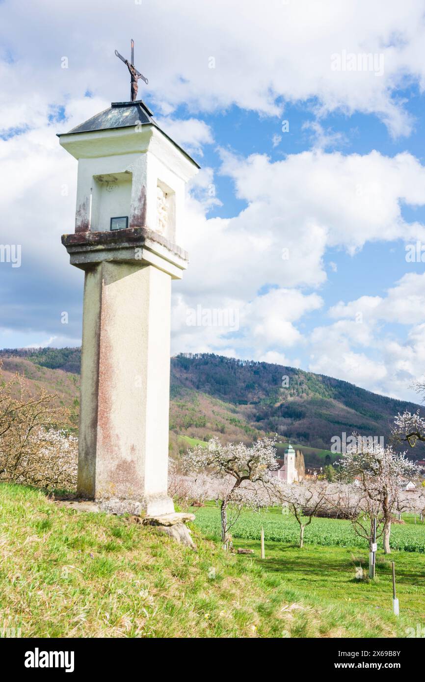 Mühldorf, église Niederranna, marille fleurie (abricots) arbres (Marillenblüte) dans le verger, croix de chemin à Wachau, basse-Autriche, Autriche Banque D'Images