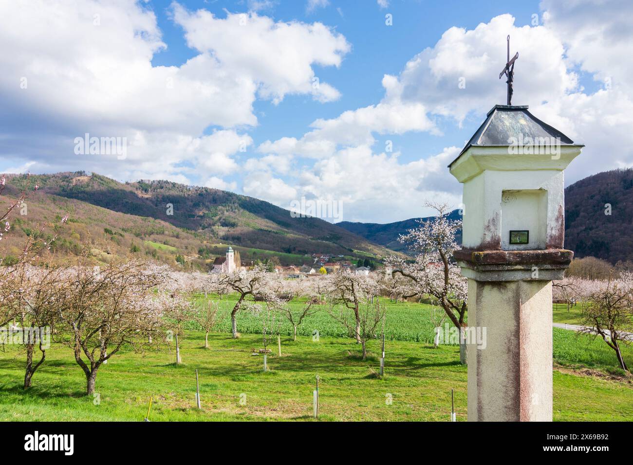 Mühldorf, église Niederranna, marille fleurie (abricots) arbres (Marillenblüte) dans le verger, croix de chemin à Wachau, basse-Autriche, Autriche Banque D'Images