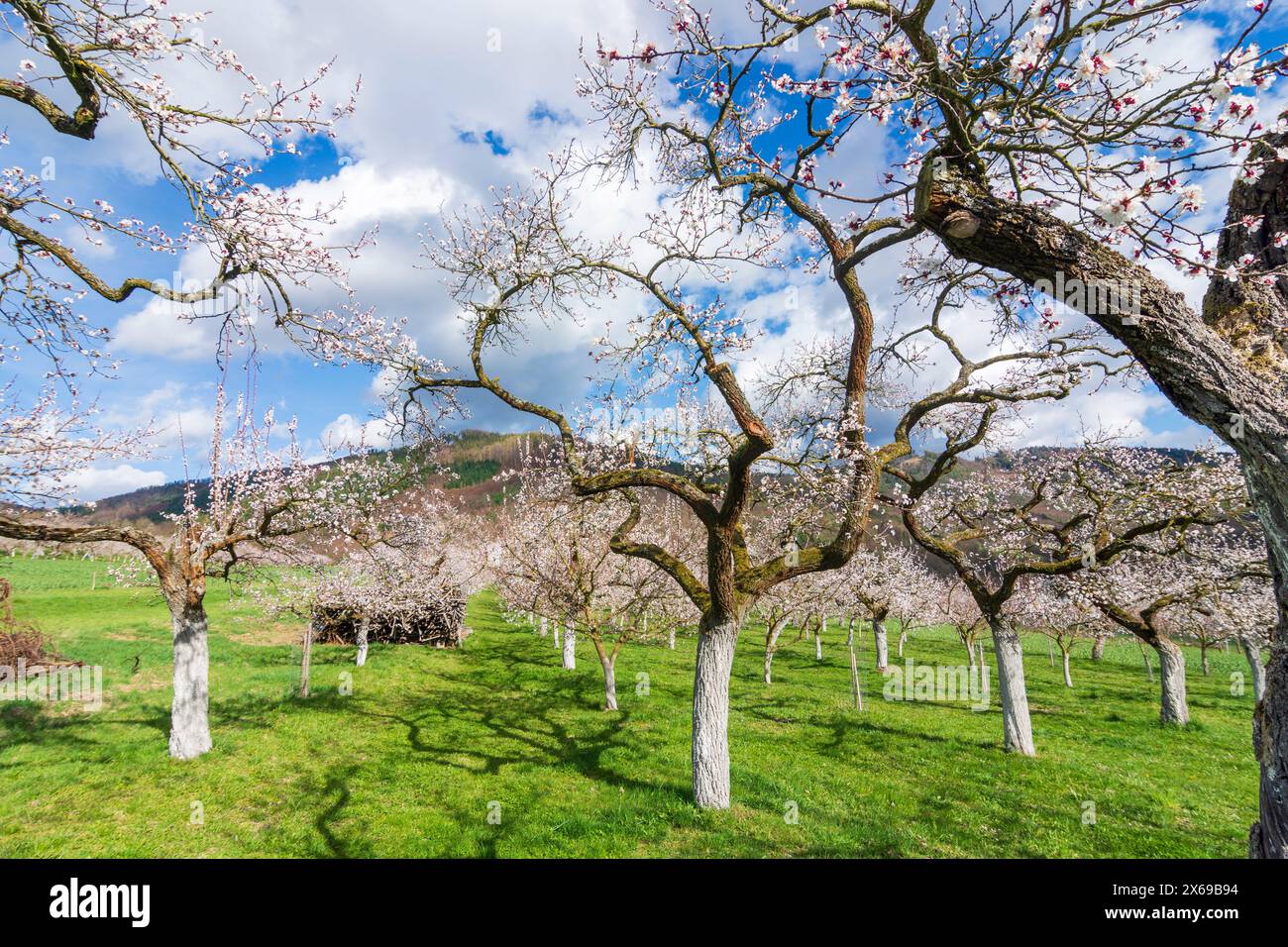 Mühldorf, marille (abricots) en fleurs (Marillenblüte) dans un verger à Wachau, basse-Autriche, Autriche Banque D'Images