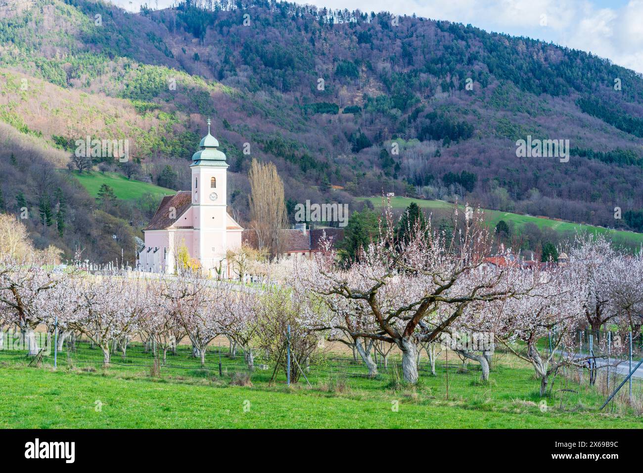 Mühldorf, église Niederranna, floraison marille (abricots) arbres (Marillenblüte) dans un verger à Wachau, basse-Autriche, Autriche Banque D'Images