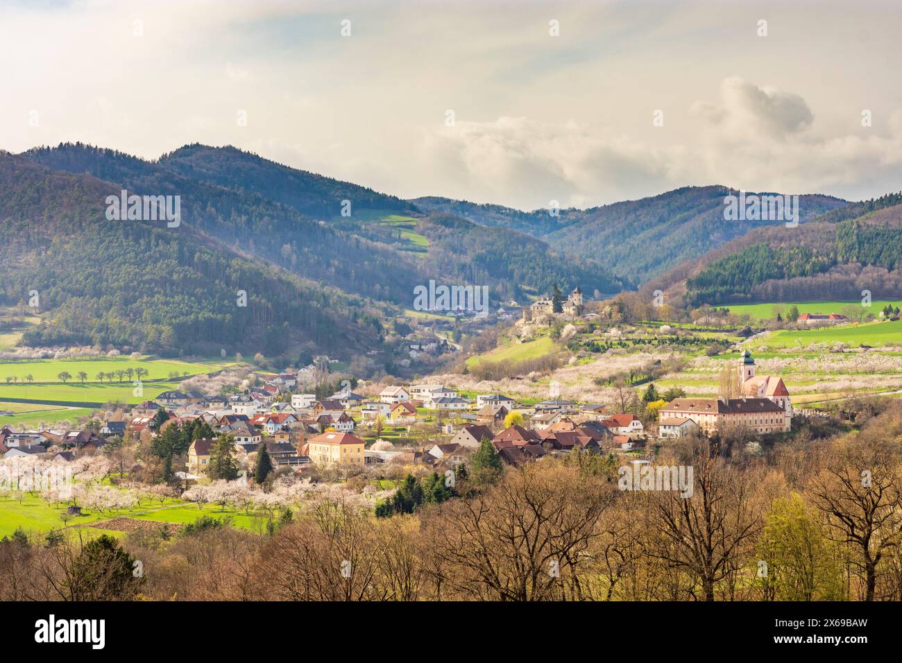 Mühldorf, Château d'Oberranna, église Niederranna, Château de Prandhof, marilles (abricots) en fleurs (Marillenblüte) dans le verger, Spitzer Graben Valley à Wachau, basse-Autriche, Autriche Banque D'Images