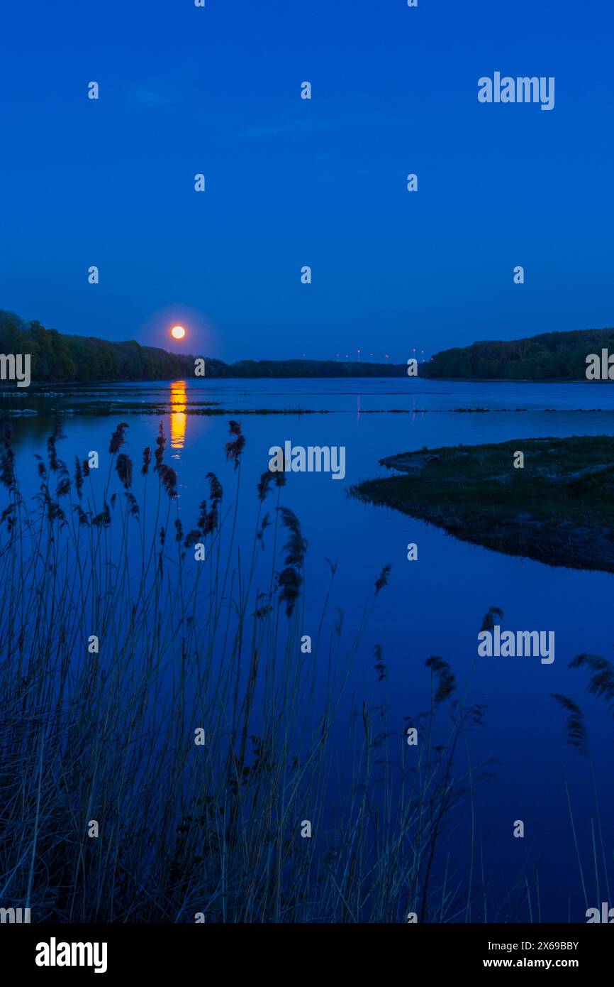 Parc national Donau-Auen, Parc national Danube-Auen, rivière Donau (Danube), pleine lune se levant près d'Orth an der Donau à Donau, basse-Autriche, Autriche Banque D'Images