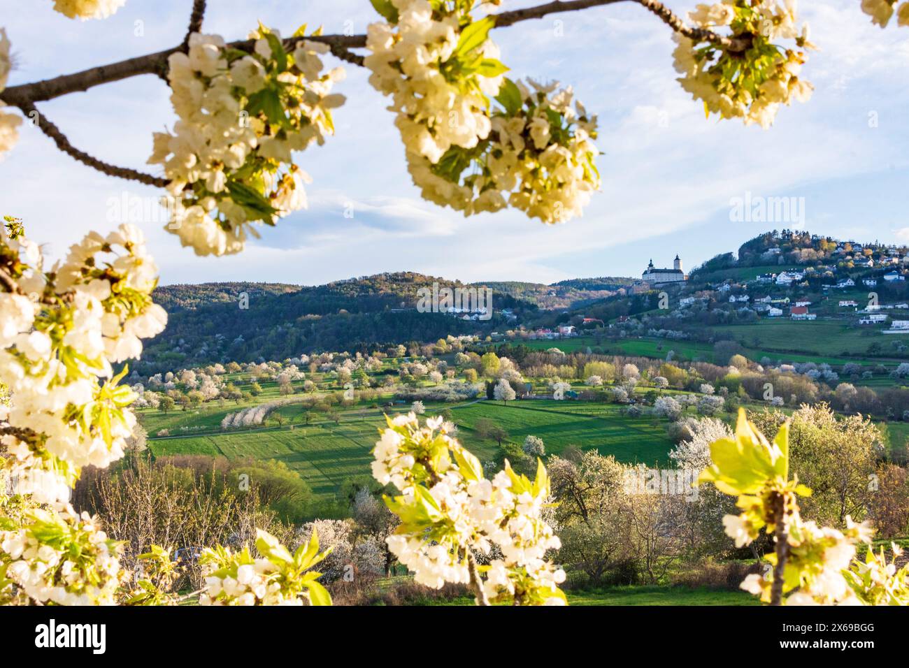 Forchtenstein, Château de Forchtenstein, cerisiers en fleurs, vergers en fleurs, Rosaliengebirge (Rosalia Mountains) en arrière-plan à Neusiedler See (Lake Neusiedl), Burgenland, Autriche Banque D'Images