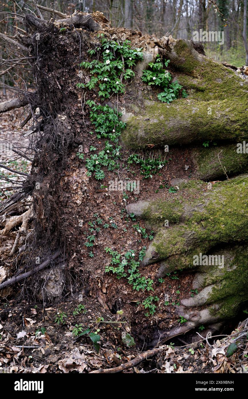 Europe, Allemagne, Rhénanie-du-Nord-Westphalie, Bonn, ville, Bonn, Ippendorf, Kottenforst, Waldau, forêt, réserve naturelle, arbre unique, vieil arbre, hêtre, bois mort, couché, tombé, dégâts de tempête, mourir, racine, plaque de racine, debout, couvert de mousse, ressort, arbres de fond, lumière du jour, Banque D'Images