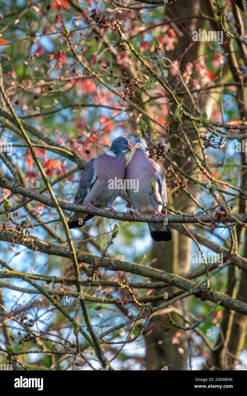 Pigeons de bois (Columba palumbus) s'accouplant dans un frêne Banque D'Images