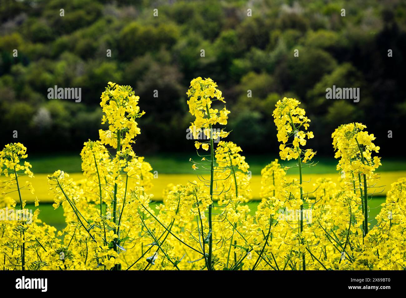 Champs de colza près de Monzingen et Meddersheim, dans la zone moyenne de Nahe, dans le district de Bad Kreuznach, Rhénanie-Palatinat, Banque D'Images