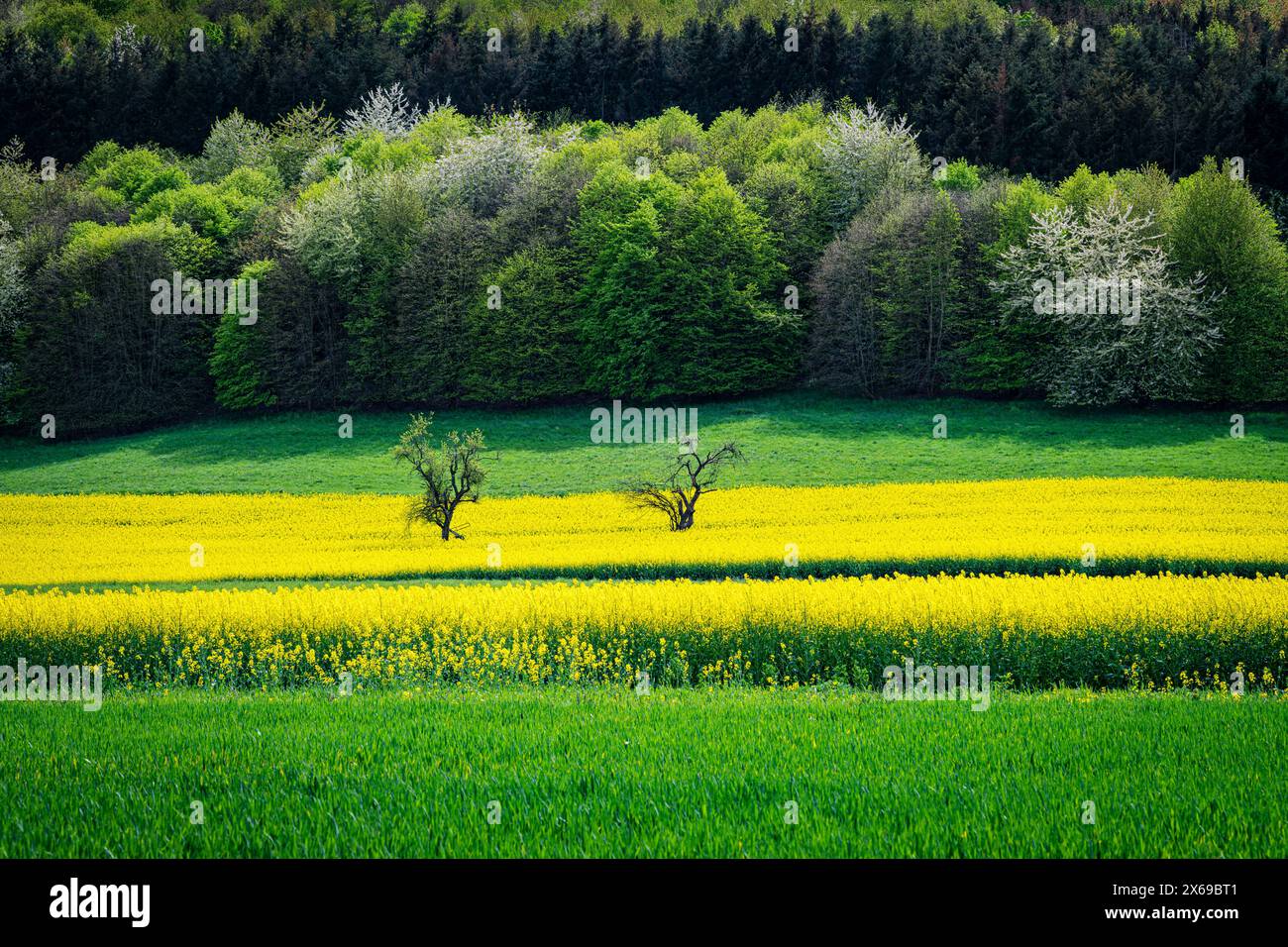 Champs de colza près de Monzingen et Meddersheim, dans la zone moyenne de Nahe, dans le district de Bad Kreuznach, Rhénanie-Palatinat, Banque D'Images