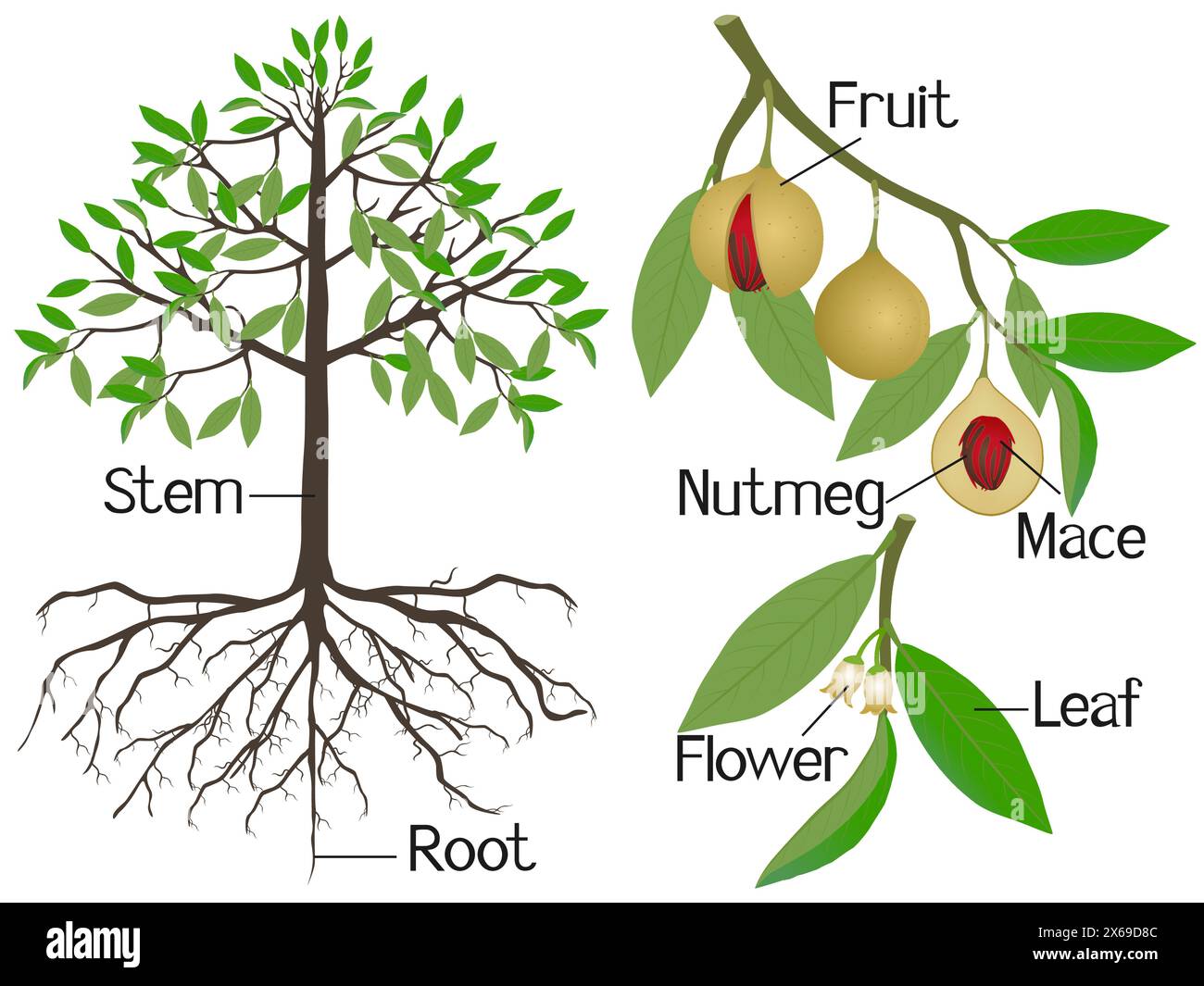 Montrant des parties de la plante de muscade sur un fond blanc. Illustration de Vecteur