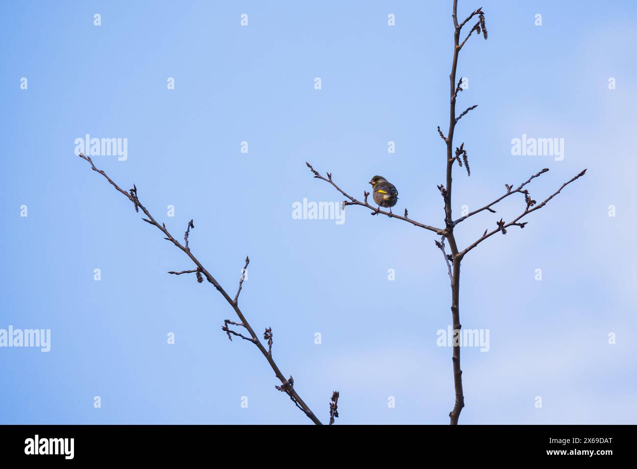 Un oiseau jaune est sur la branche. Le siskin eurasien est un petit oiseau passereau de la famille des finch Fringillidae. Il est aussi appelé le siskin européen, Banque D'Images