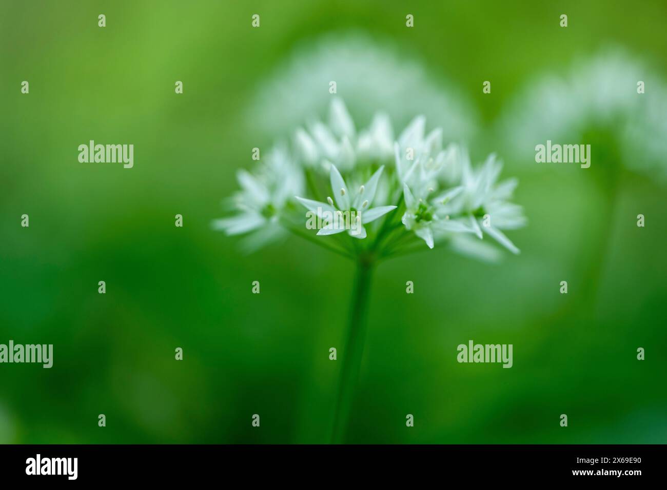 Ail sauvage en fleur dans la forêt, basse-Franconie, Bavière, Allemagne Banque D'Images