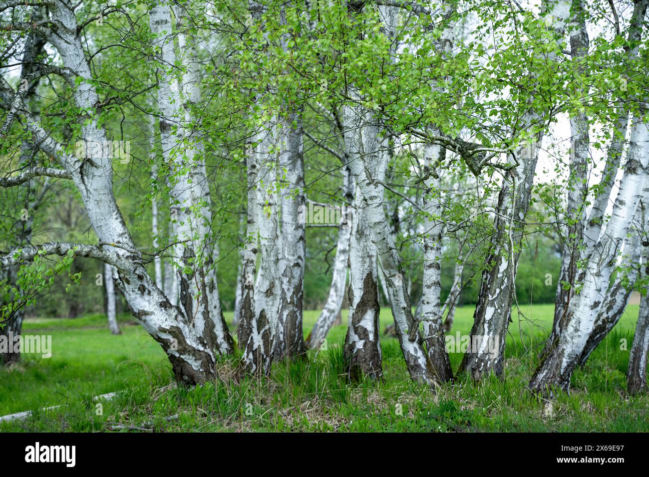 Réserve naturelle avec des bouleaux (Betula pendula) en basse-Franconie, Bavière, Allemagne, Europe Banque D'Images