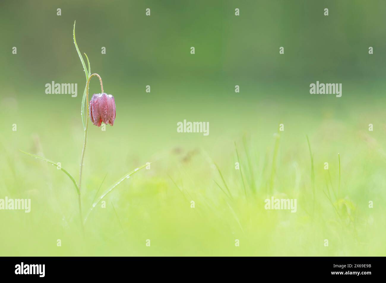 Fleur de la fleur d'échecs (Fritillaria meleagris) dans les prairies de Sinntal, Hesse, Allemagne Banque D'Images