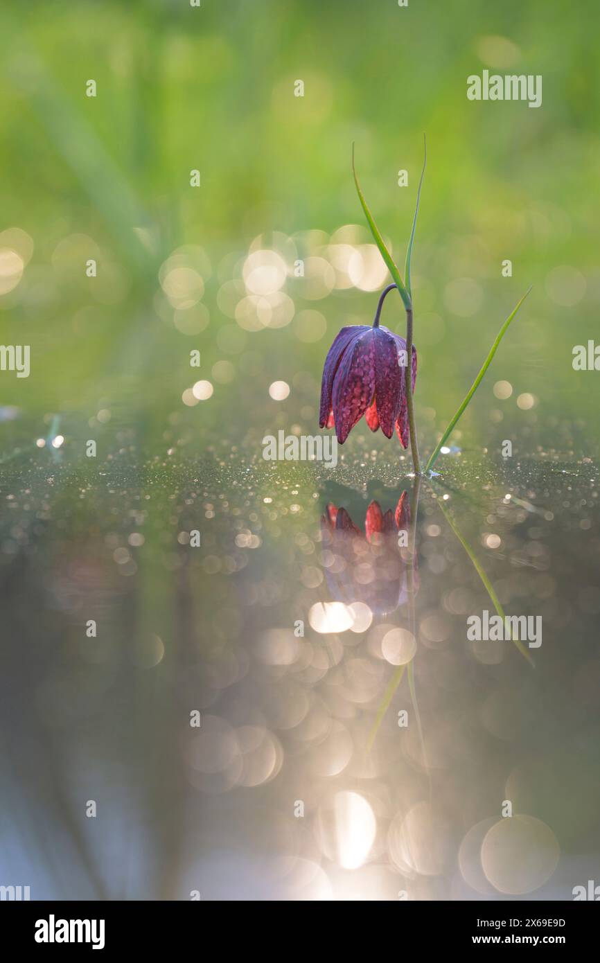 Fleur de la fleur d'échecs (Fritillaria meleagris) dans les prairies de Sinntal, Hesse, Allemagne Banque D'Images