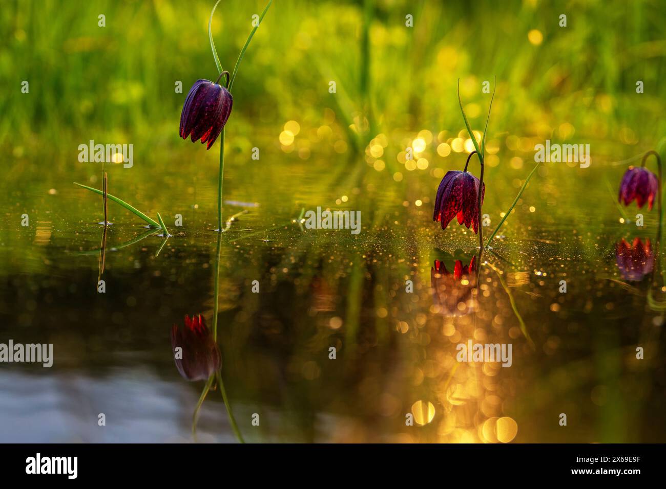 Fleur de la fleur d'échecs (Fritillaria meleagris) dans les prairies de Sinntal, Hesse, Allemagne Banque D'Images