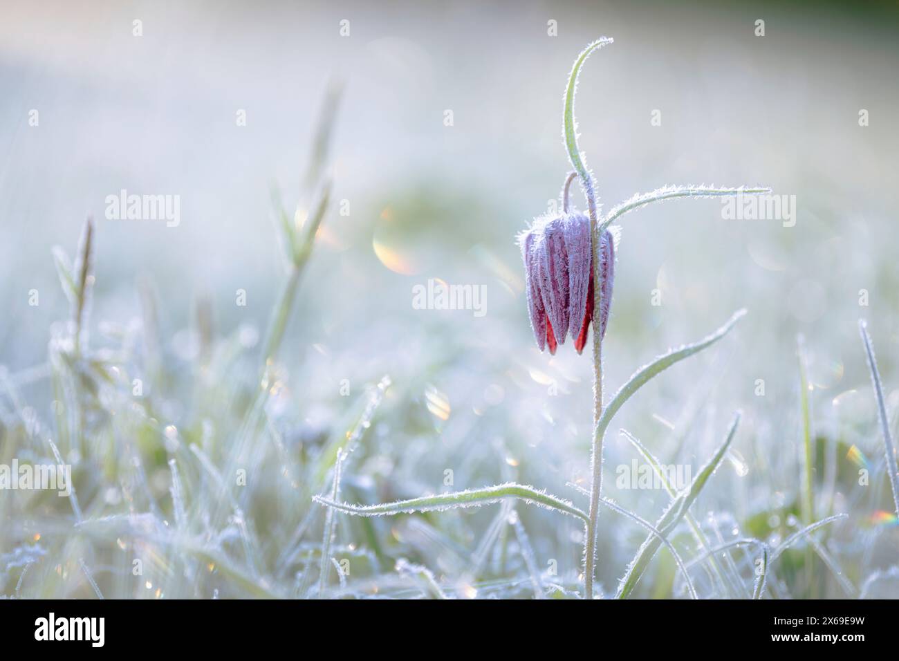 Fleur de la fleur d'échecs (Fritillaria meleagris) dans les prairies de Sinntal, Hesse, Allemagne Banque D'Images