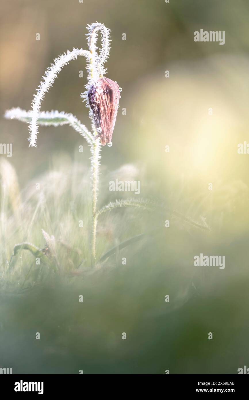 Floraison de la fleur d'échecs (Fritillaria meleagris) dans les prairies de Sinntal, Hesse, Allemagne Banque D'Images