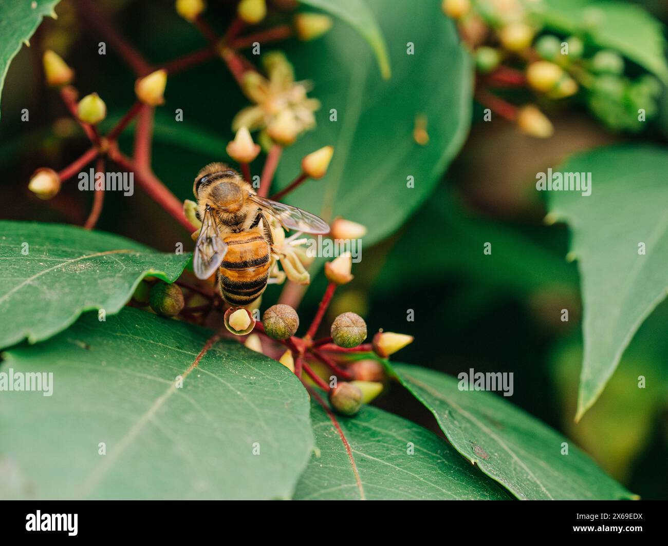 Abeille de miel recueillant le pollen sur la plante florissante Banque D'Images