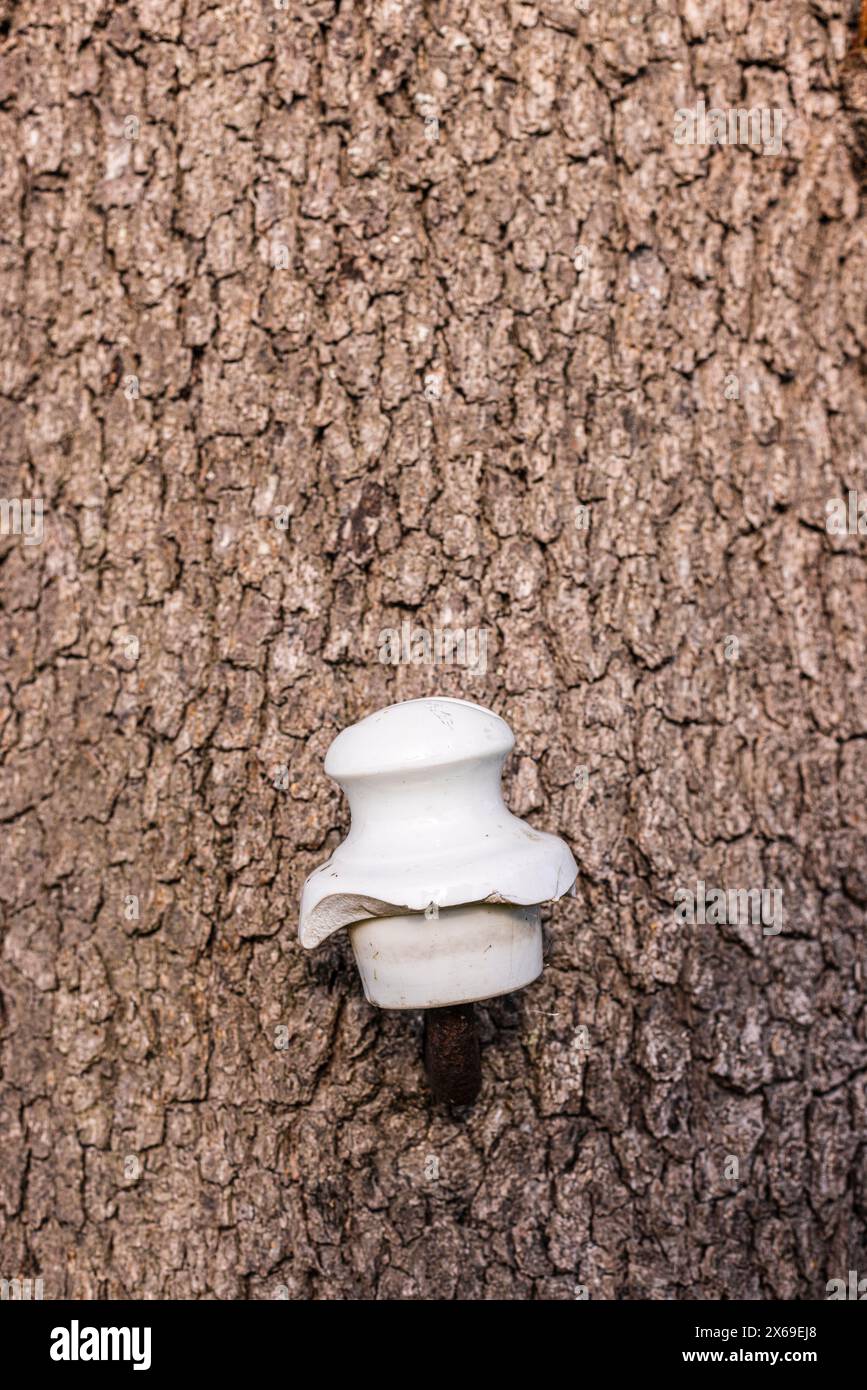 Ancien isolant électrique avec céramique blanche sur un tronc d'arbre Banque D'Images