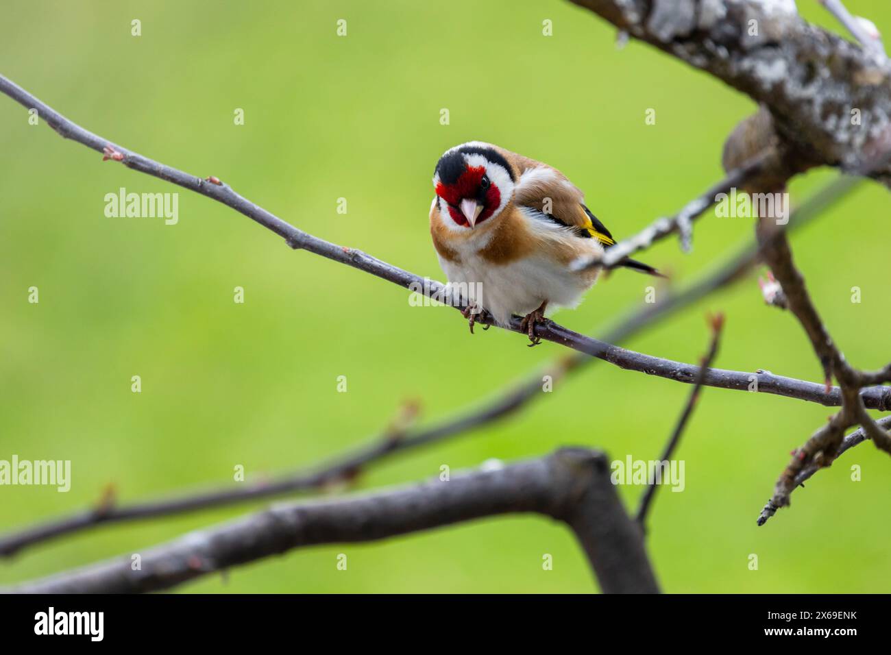 Petit oiseau est sur la branche d'arbre sur fond vert flou. L'ordfinch européen ou simplement l'ordfinch est un petit oiseau passereau dans le finch Banque D'Images