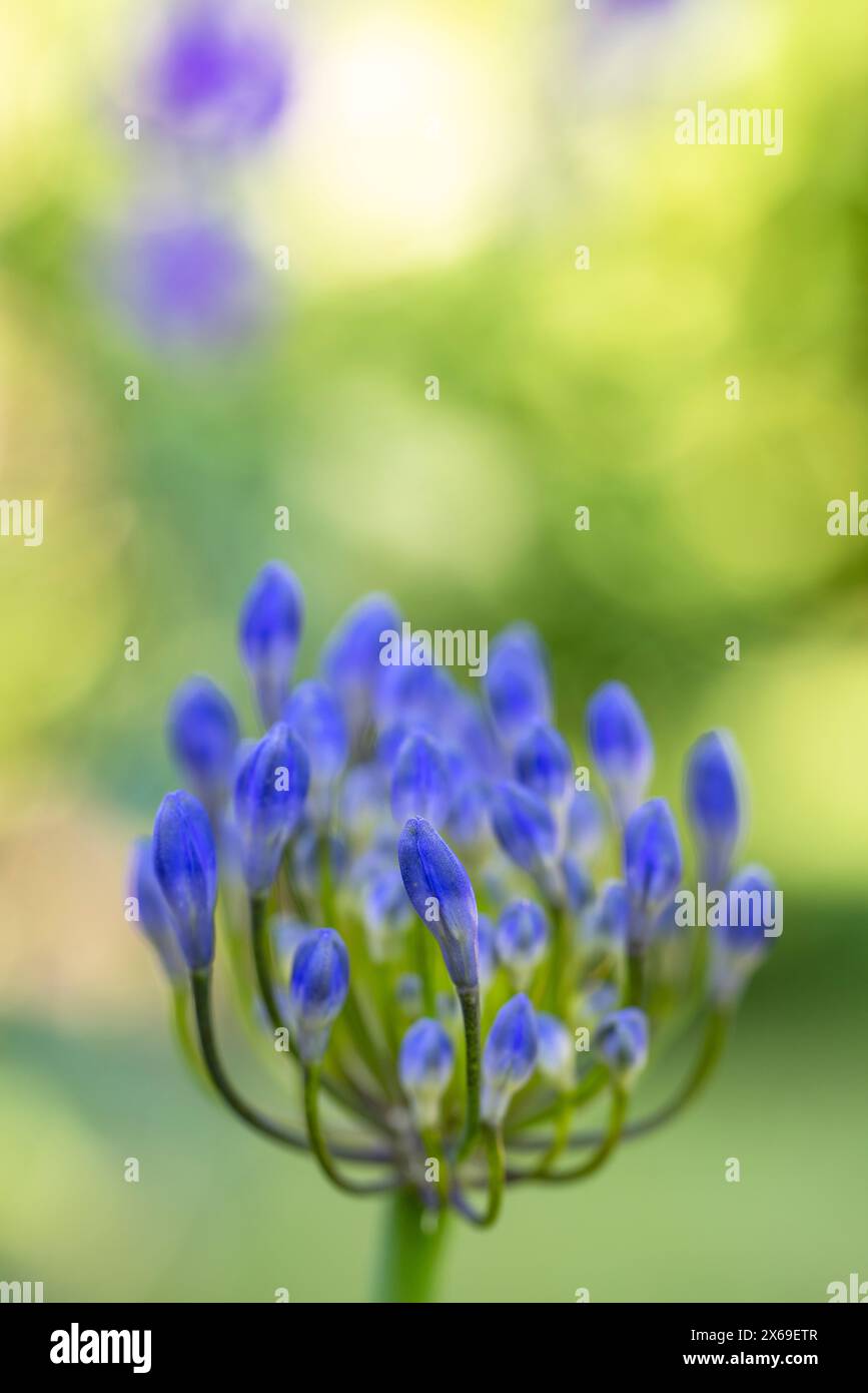 Lis ornemental 'Northern Star' (Agapanthus), gros plan Banque D'Images