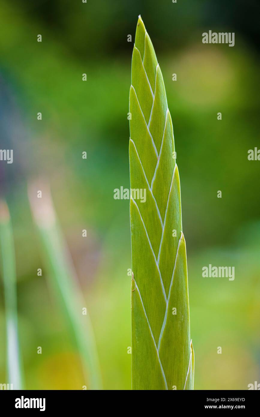 Gladiolus, bourgeon de fleur, fleur fermée, gros plan Banque D'Images