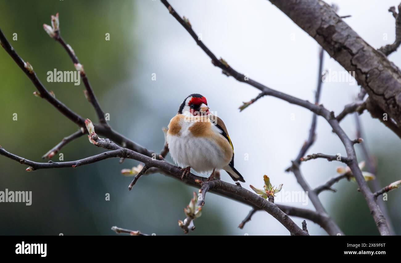Petit oiseau coloré est sur la branche d'arbre. L'ordfinch européen ou simplement l'ordfinch est un petit oiseau passereau de la famille des finch. Carduelis CA Banque D'Images