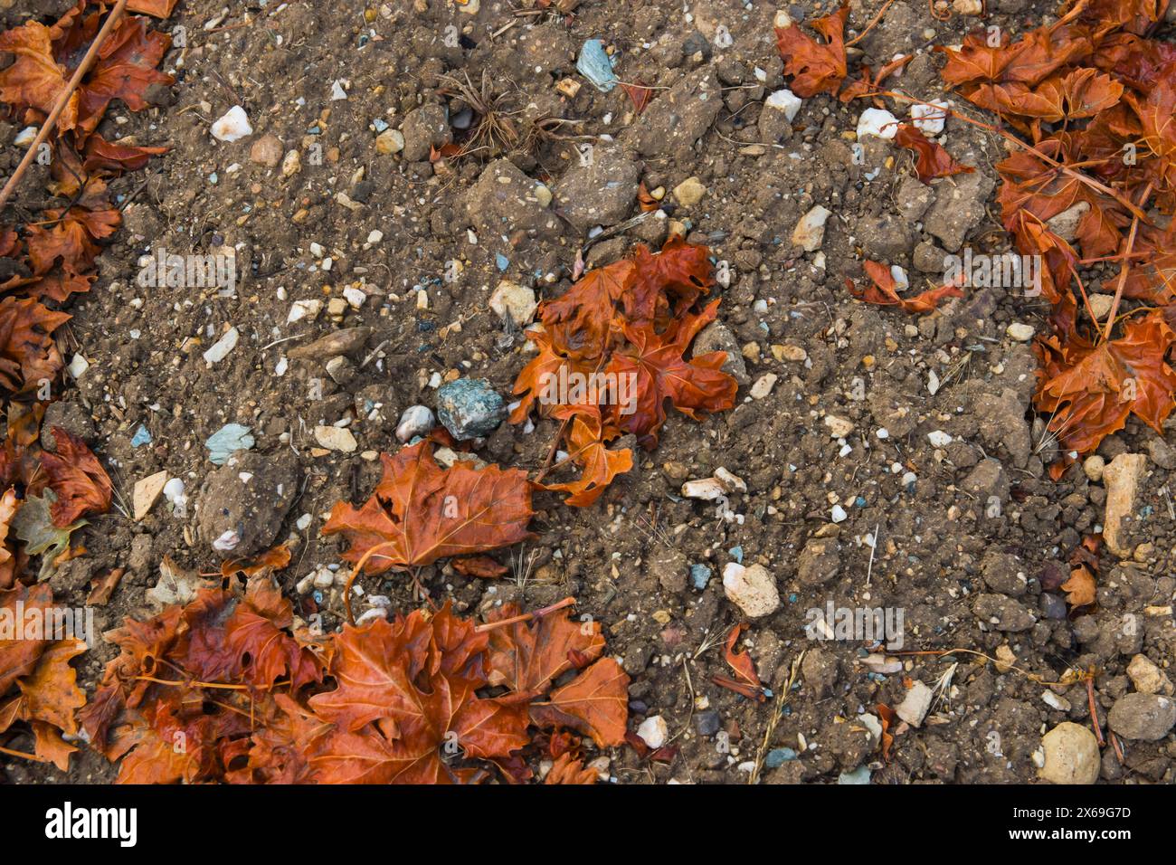 Feuilles sèches orange sur la terre. Fond d'automne avec espace pour le texte. Extérieur. Banque D'Images