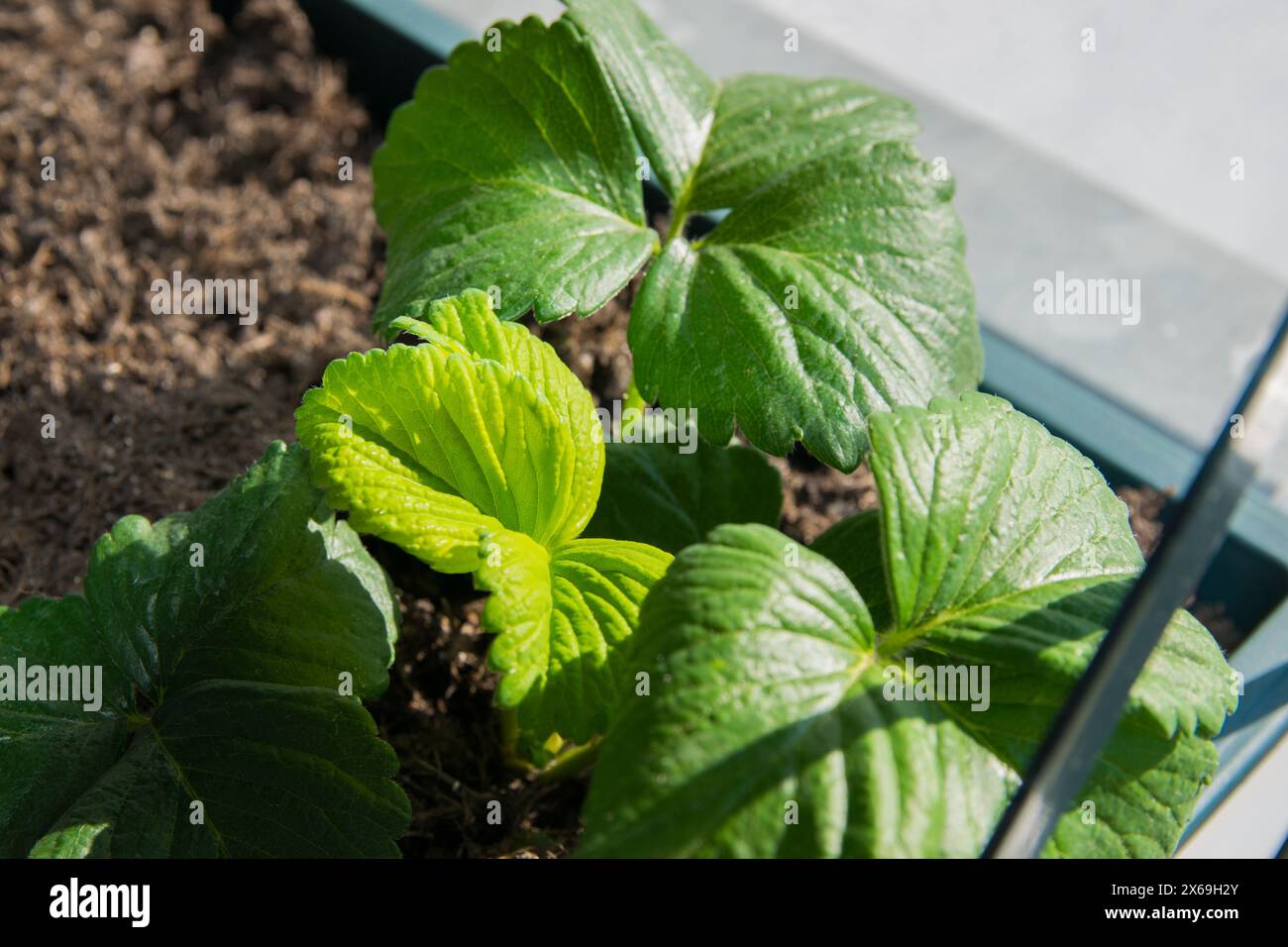 Arbustes de fraises sauvages avec des feuilles vertes. Fraises dans un pot en plastique au jardin. Banque D'Images