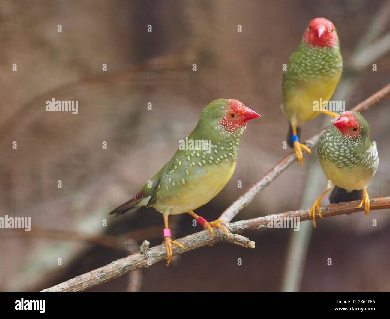 Merveilleux Star Finches grégaires avec des yeux brillants et plumage éblouissant. Banque D'Images