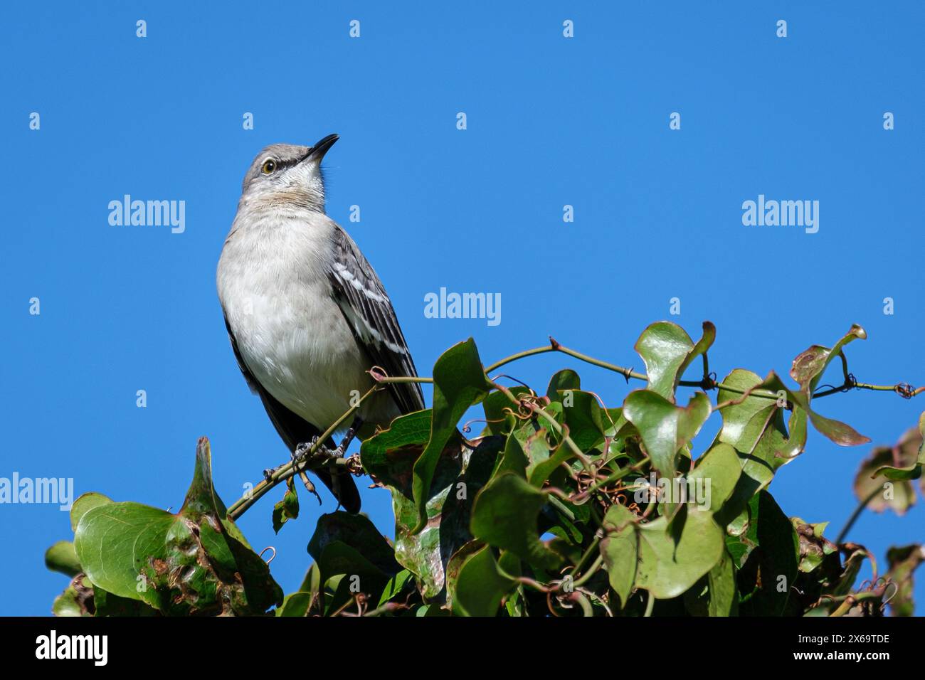 Northern Mockingbird assis sur des feuilles vertes contre un ciel bleu Banque D'Images