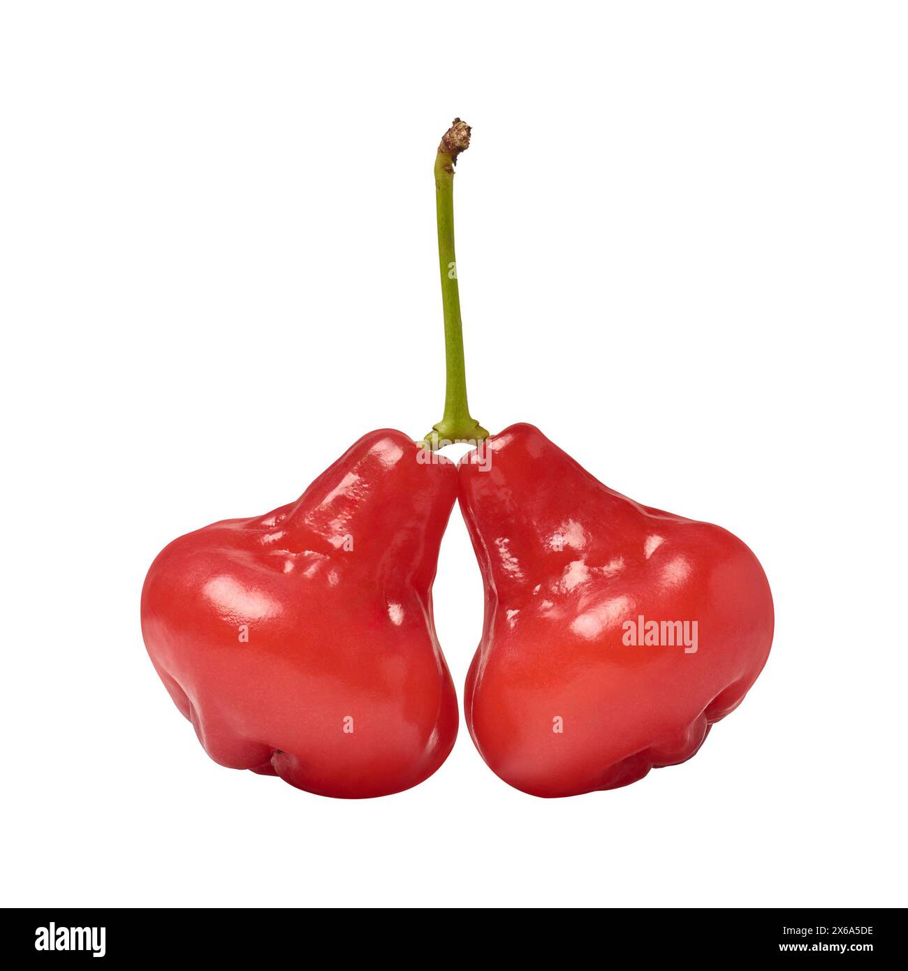 gros plan de jambu ou de pomme rose isolé fond blanc, eau, cire ou pomme jamaïcaine, cloche de couleur rouge en forme de fruit tropical originaire d'asie du sud-est Banque D'Images