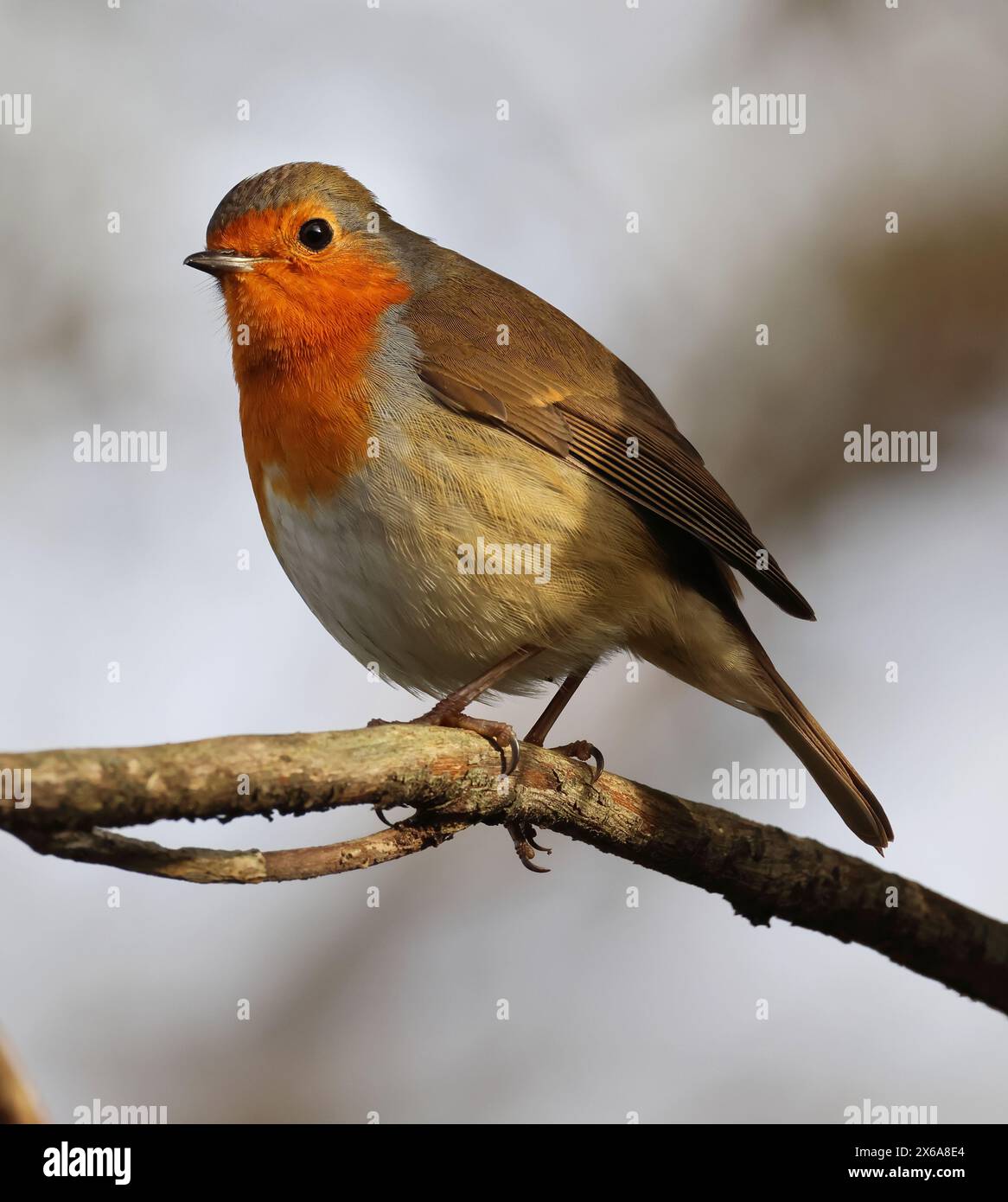 Une vue rapprochée de Robin (Erithacus rubecula) au soleil dans le Gloucestershire UK Banque D'Images