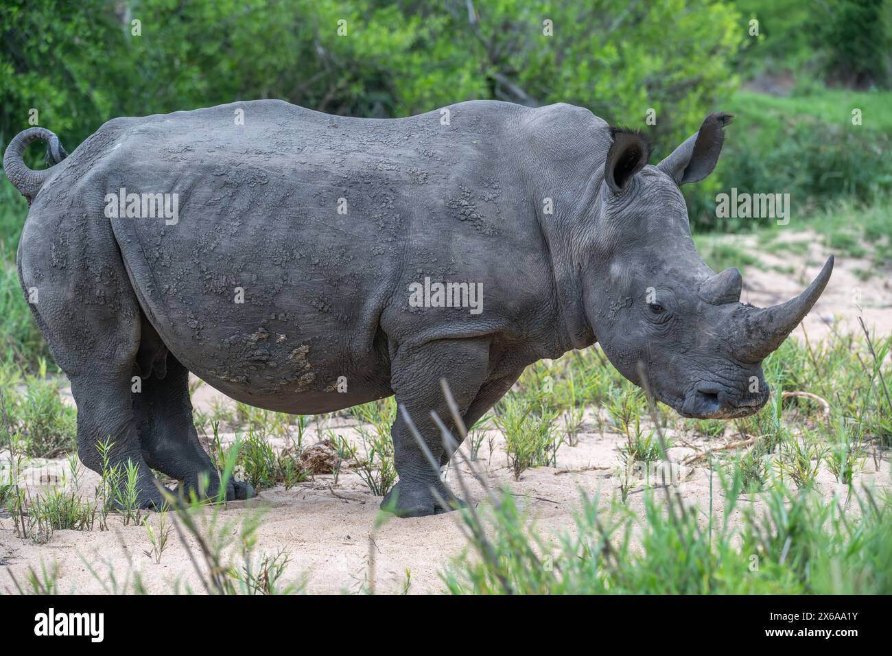 Rhinocéros blanc debout sur le côté dans un champ ouvert Banque D'Images