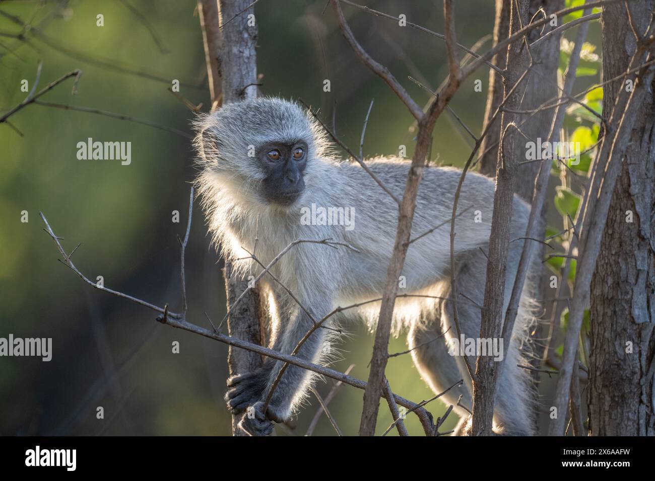 Vervet singe grimpant entre les branches et regardant par-dessus l'épaule - rétro-éclairé Banque D'Images