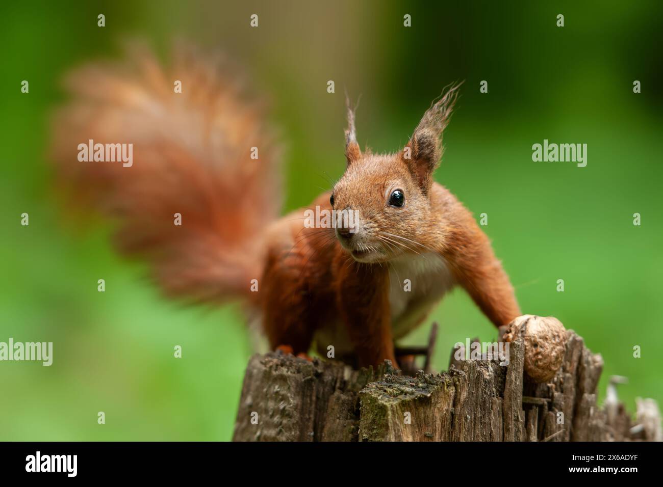 Un écureuil rouge est perché sur une souche d'arbre avec des noix, sa queue fourrée se recourbe sur son dos alors qu'il regarde autour de la forêt. Les pattes des écureuils saisissent le R. Banque D'Images