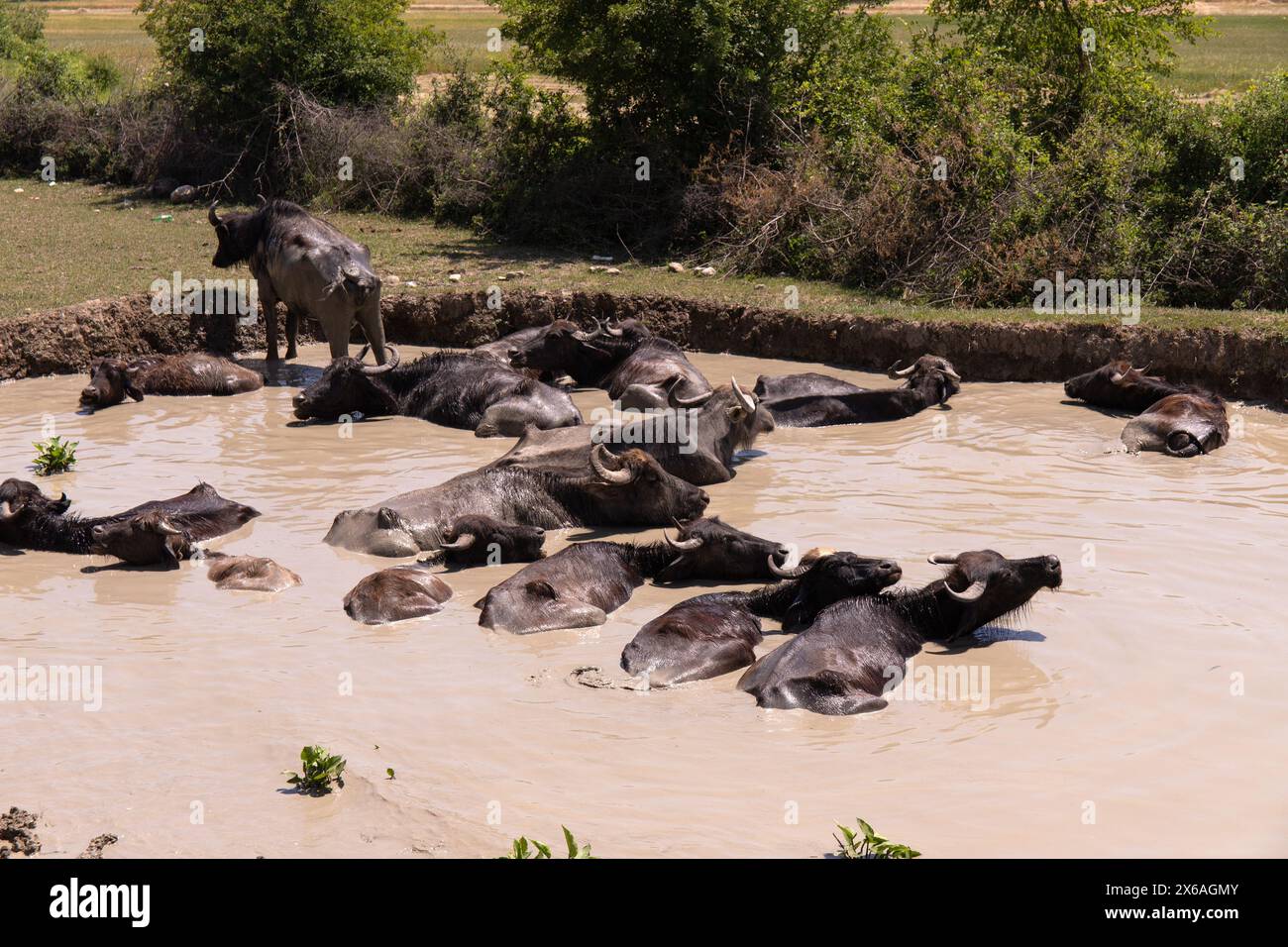 Un troupeau de buffles noirs se trouve dans l'eau. Banque D'Images