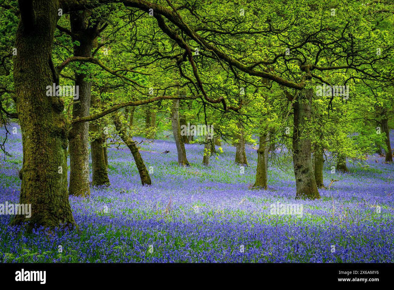 Kinclaven Bluebell Woodland Perthshire Écosse Banque D'Images