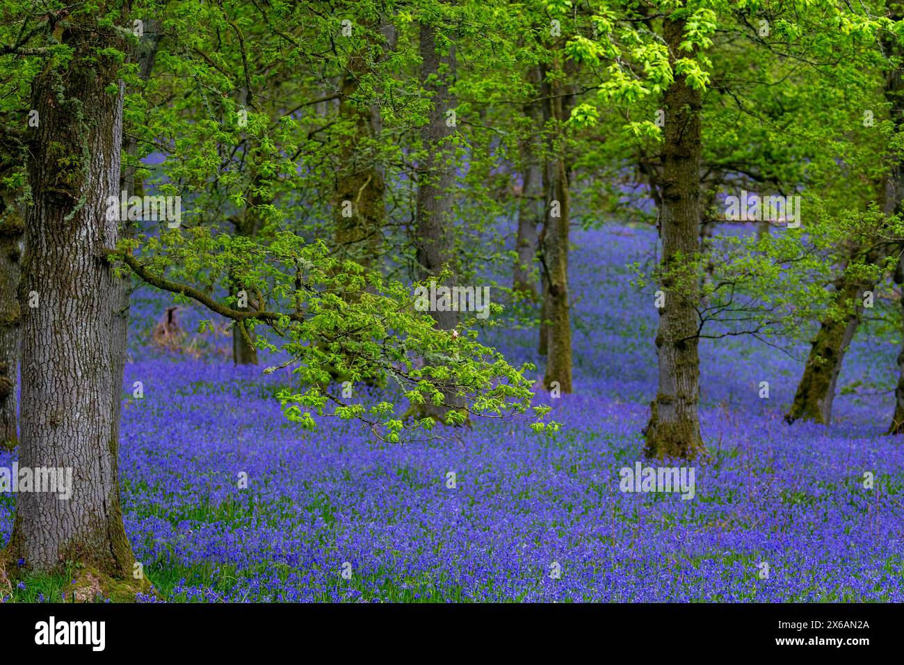 Kinclaven Bluebell Woodland Perthshire Écosse Banque D'Images