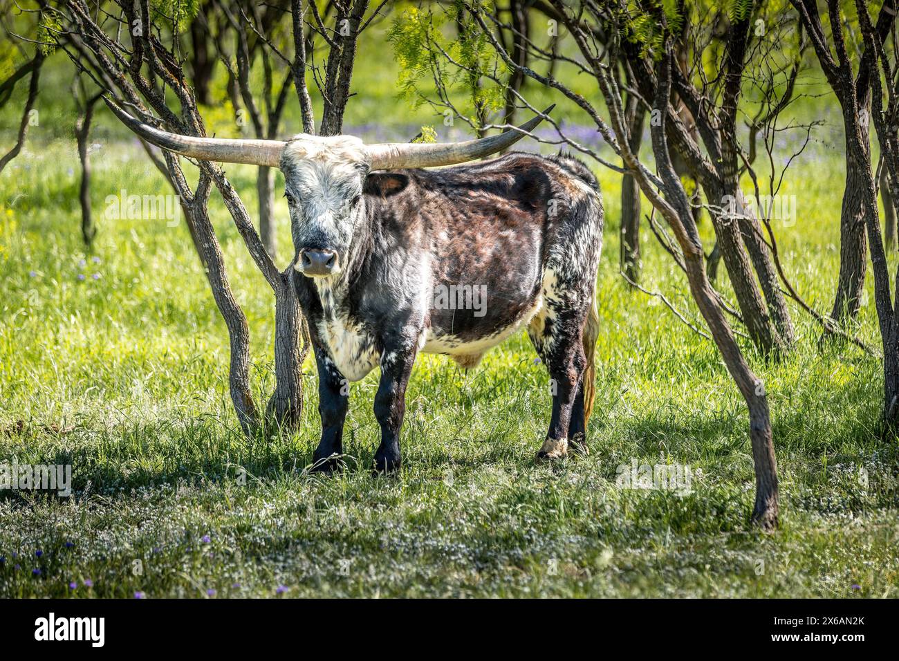 Vache longue Texas entre les arbres dans le pays des collines du Texas Banque D'Images