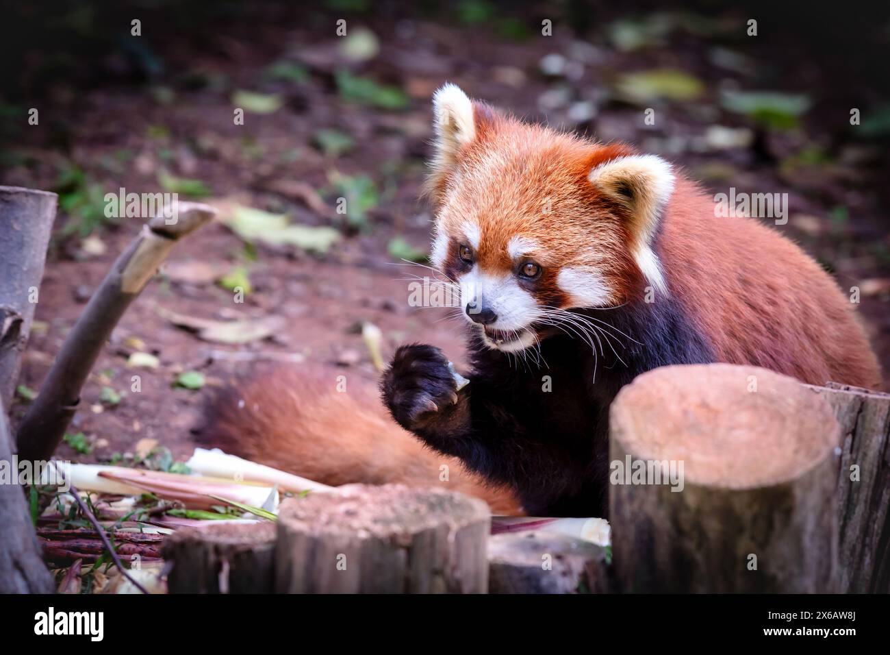 Le panda roux (Ailurus fulgens), Chengdu, Sichuan, Chine Banque D'Images