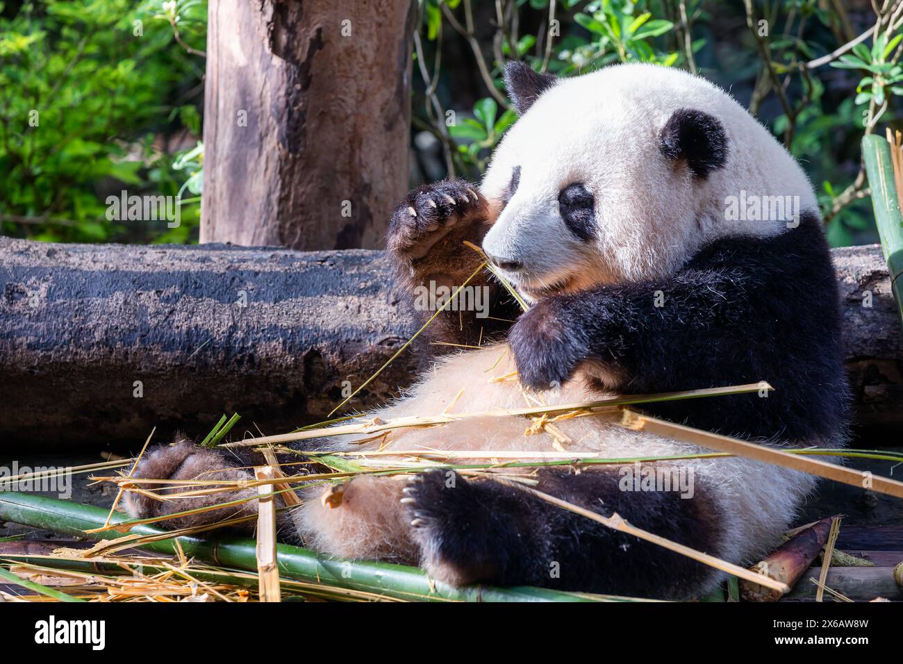 Le panda géant (Ailuropoda melanoleuca), Chengdu, Sichuan, Chine Banque D'Images