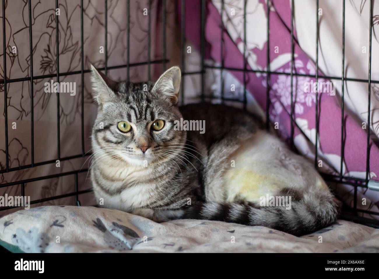 Un Felidae de petite à moyenne taille, un animal terrestre carnivore avec des moustaches, se repose dans une cage, regardant la caméra à travers la clôture en maille Banque D'Images