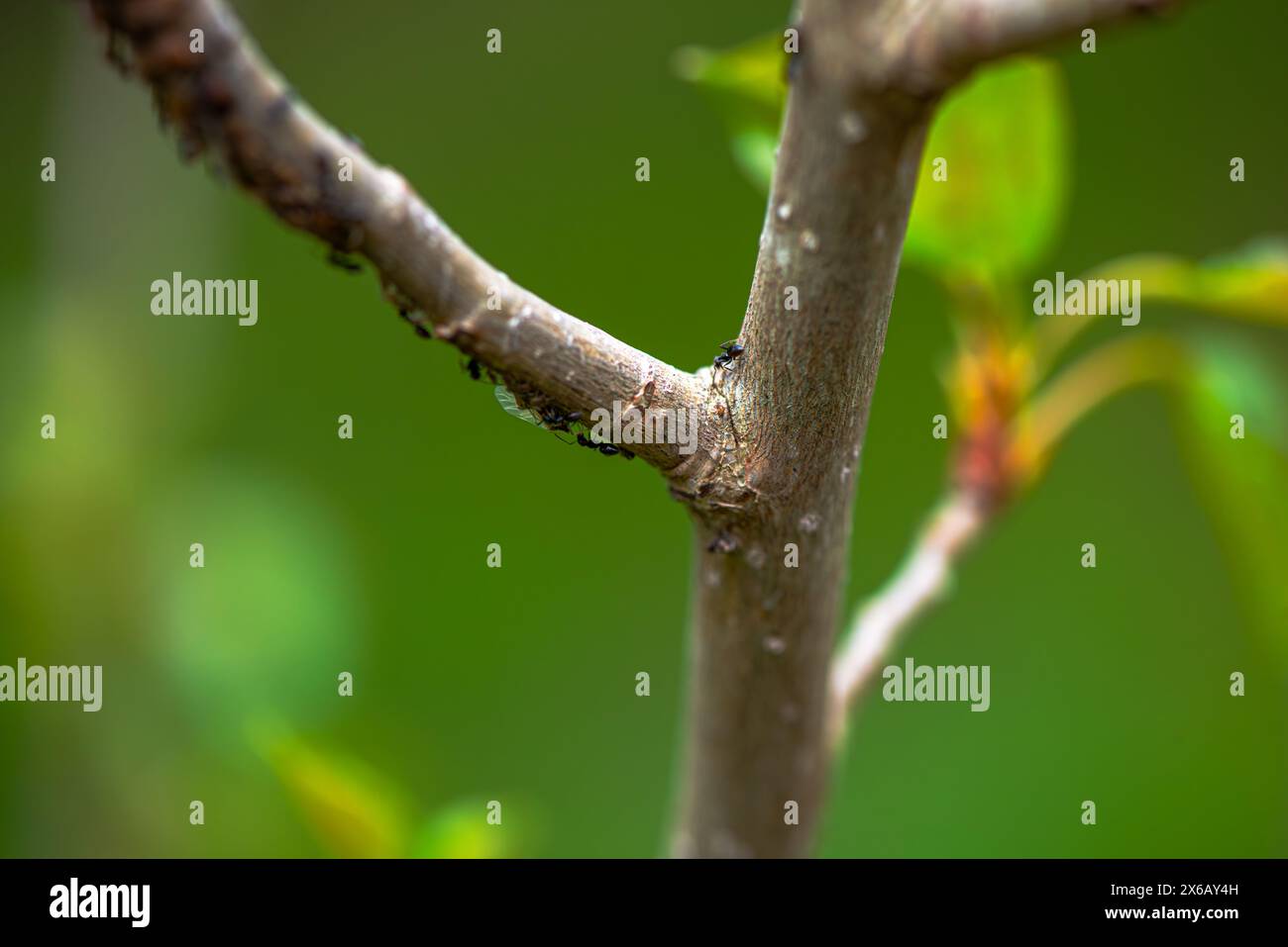 Une vue macro fascinante d'une branche d'arbre, avec des fourmis animées, mettant en valeur le travail d'équipe complexe d'une colonie d'insectes animée. Banque D'Images