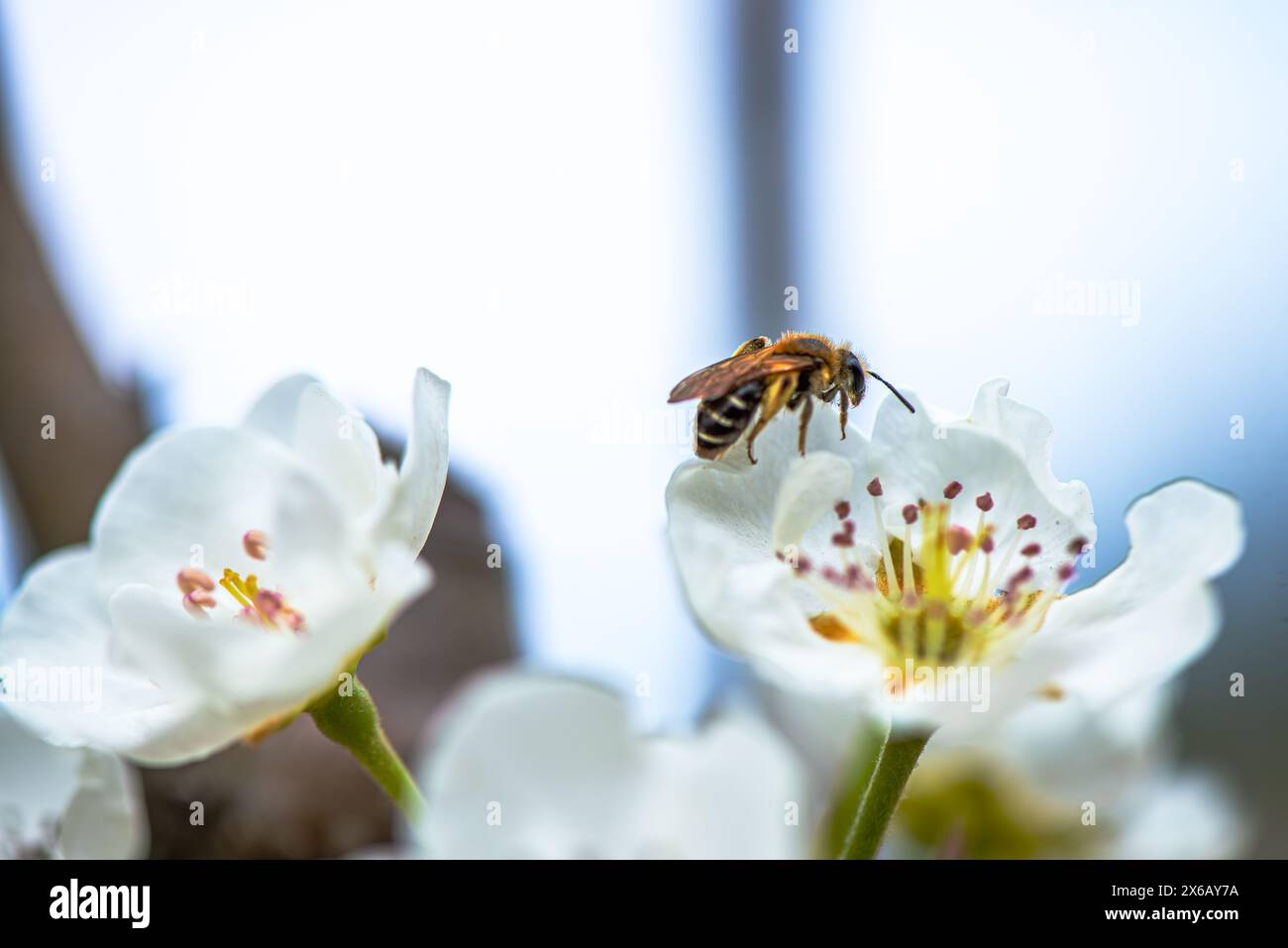 Une macro photographie détaillée capturant la beauté complexe d'une abeille sur une fleur blanche, la pollinisation en action. Banque D'Images